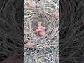 the older one threw the younger ones out of the nest (p3)#viral #shortfeed #trending