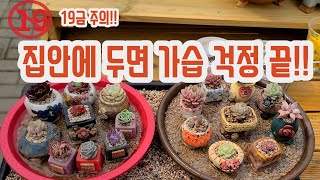 집에두면 가습효과!! 가습기 사지마세요 다육이 키우세요~~(多肉植物)(たにくしょくぶつ)