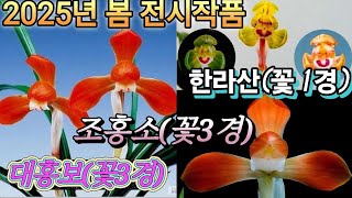 (화순) 난청솔 24/12/03(화) 한국춘란 판매 영상입니다. 상품 [대홍보(전시작/꽃3경)/조홍소(전시작품/꽃3경)/한라산(전시작/꽃1경)] 3점 등록하였습니다.