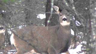 Mule deer near the Gang Ranch