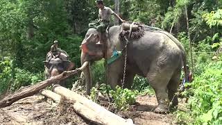 5 / 6 - #myanmar - the last working #elephants  (lumberjacks)