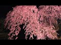 弘前城の夜桜 2024ライブ配信 4khdr hirosaki castle cherry blossoms illumination