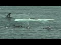 Orcas hunting seal on ice floe in Antarctica
