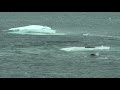 Orcas hunting seal on ice floe in Antarctica