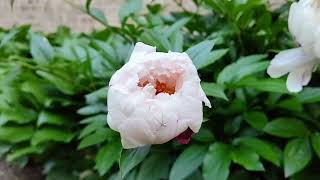 Peony Plant with Plenty of Heavenly White Flowers