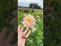 dahlia floret seedling patch