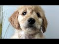 f1 vs f1b goldendoodle 🐕 which makes the best pet