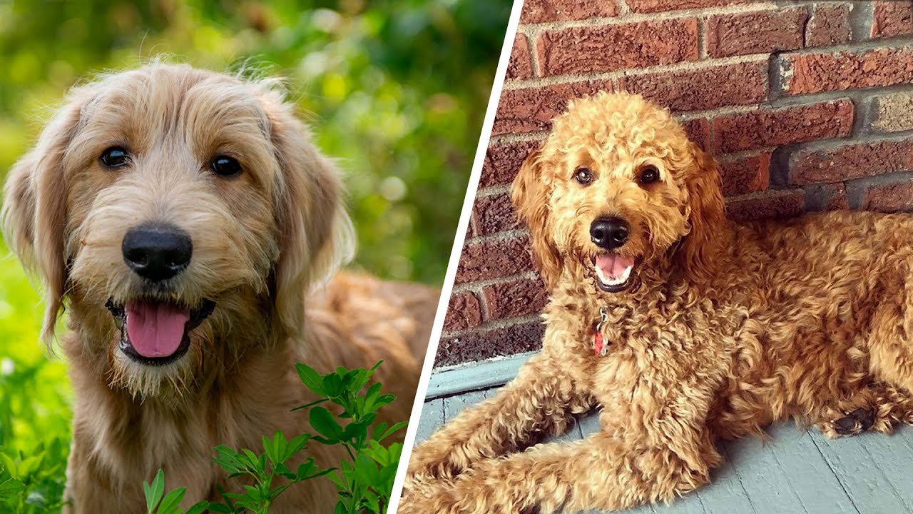 F1 Vs F1b Goldendoodle 🐕 Which Makes The Best Pet? - YouTube