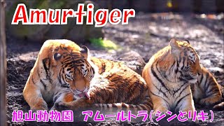 仲良し兄弟（旭山動物園　アムールトラのシンとリキ）~Amur tiger brothers who get along well~