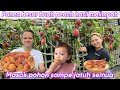 PANEN BUAH PEACH HASIL MELIMPAH || MASAK POHON SAMPE JATUH SEMUA