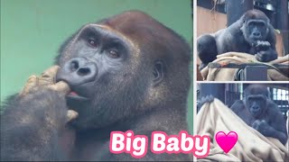 Gorilla⭐️In the cold, Gentaro waits for the zookeeper in front of the room door, sucking his finger.