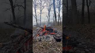 Tea, fire, forest and eternal peace🏕️🌳#winter #jungle #forest #nature #discovery #peace