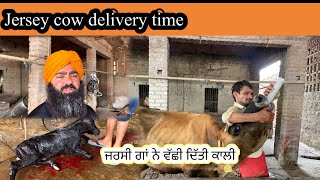 Jersey cow delivery time //ਜਰਸੀ ਗਾਂ ਸੂਈ ਅੱਜ ਦਿੱਤੀ ਕਾਲੀ ਵੱਛੀ//SEERA DHILLON