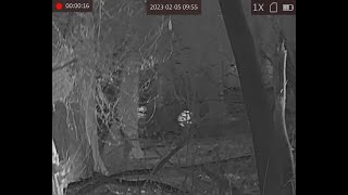 Hikmicro Falcon FH35MM Thermal Scope in the woods and open fields.