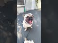 pug 狙われる兄の口🐶ｶﾞﾌﾞｯ little brother biting mouth shorts