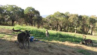 Kangaroo timelapse