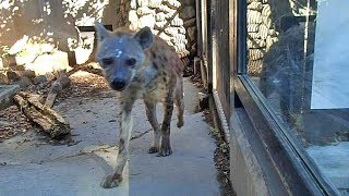 ブチハイエナの鳴き声（大宮公園小動物園）Voices of Hyena