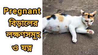 বিড়াল প্রেগন্যান্ট কিনা কিভাবে বুঝবেন? How to understand if the cat is pregnant?