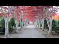 red of the tunnel 2016 hiraoka jugei center sapporo hokkaido 平岡樹芸センター 綺麗な紅葉