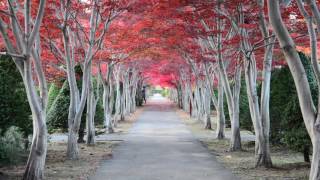 Red of the tunnel 2016 Hiraoka jugei center sapporo Hokkaido 平岡樹芸センター 綺麗な紅葉