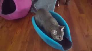 Life@pp Convertible Cat Cave and Bed Review