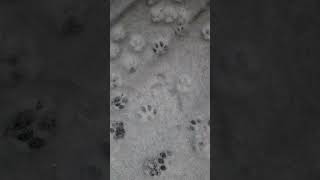 cat paw prints..what could be more perfect!?😍🐾😻❤️🥹❄️ #cat #shortvideo #loveit