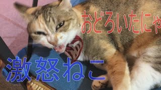 【ニャース２３シリーズねこ 】もちまるもびっくり！温厚なミーたんがこんなに怒るなんて！シリーズねこではいろんな猫が大集合！寝ているときに猫をおこすな！鉄則です。全猫が激怒　起こすニャヨ！