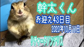 お迎え43日目。【リチャードソンジリスの幹太】