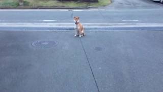 帰りたくないアピールをする柴犬