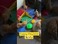 Puppy Playplace is Popping ✨🥹🐾 #puppies #cutepuppy #dogs