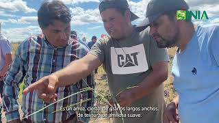 Día de campo variedad de arroz Jaspe FLAR