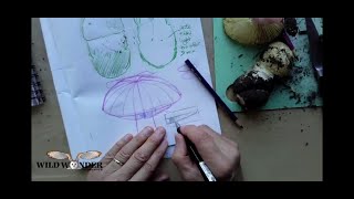 Learn to Draw Mushrooms with John Muir Laws