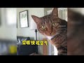 盘点那些成精了的猫咪！ 猫咪 看一遍笑一遍 超治愈的小萌猫