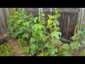 the best way to trellis cucumbers u0026 tomatoes you ve never seen