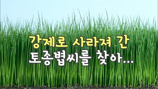 멸종위기 토종 쌀품종을 살리는 사람들[목포MBC 특집다큐]