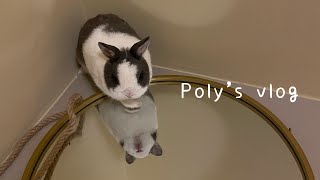 Poly’s vlog |小兔子的一天🐰✨