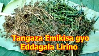 Tangaza Emikisa gyo Okweyambulula ko Ebisirani Omuddibo Okuwunya Eddagala Lirino