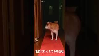 柴犬のなぜそこで？お散歩に出るまでの攻防 #柴犬 #shorts