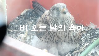 EP.035 황조롱이 kestrel :: 비오는 날의 육아 Parenting on a rainy day