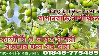 কাশ্মিরি ও ভারত সুন্দরী ফলসহ বড়ই চারা বিক্রি | সাশ্রয়ী দামে চারা অর্ডার করুন!@baganbari-বাগানবাড়ি