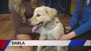 Adopt Darla the Dog