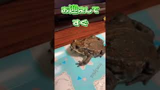 指から練り餌を食べるカエルが可愛い＃short＃ミヤコヒキガエル＃人工飼料