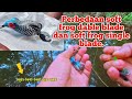 Perbedaan suara soft frog dable blade dan soft frog single blade rasa jaws.