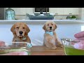 Dog Reviews Food With Son  Tucker Taste Test 22