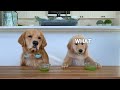 Dog Reviews Food With Son  Tucker Taste Test 22