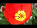 Focus Stacking with Isamu Sawa | Phase One