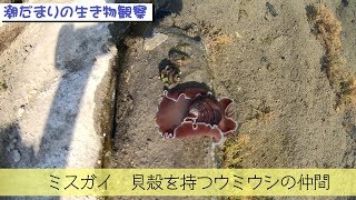 海の珍生物紹介。ミスガイ　【貝殻を持つウミウシ】　潮だまりの生き物観察