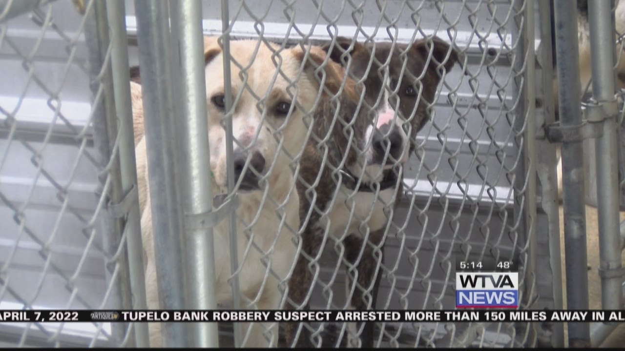 Amory Humane Society Has Its Hands Full With Cats, Dogs, Snakes And ...