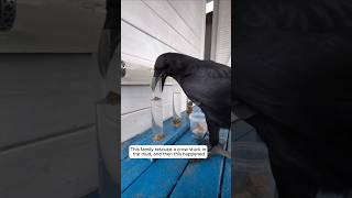 This family rescued a crow stuck in the mud, and then this happened #animalshorts #shortvideo