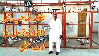 450 pigeons for sale in Nankana Sahib, take advantage of this opportunity